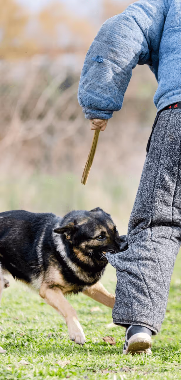 A person in protective gear is attacked by a dog